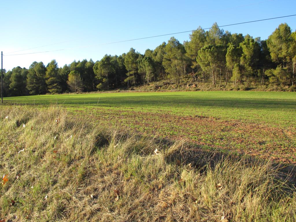 icon-Campo Primaveral 2.jpg